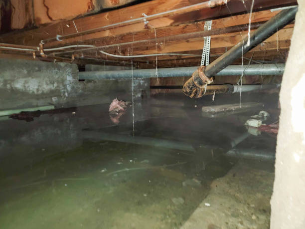 Best Mold removal after water damage  in Florence, MS